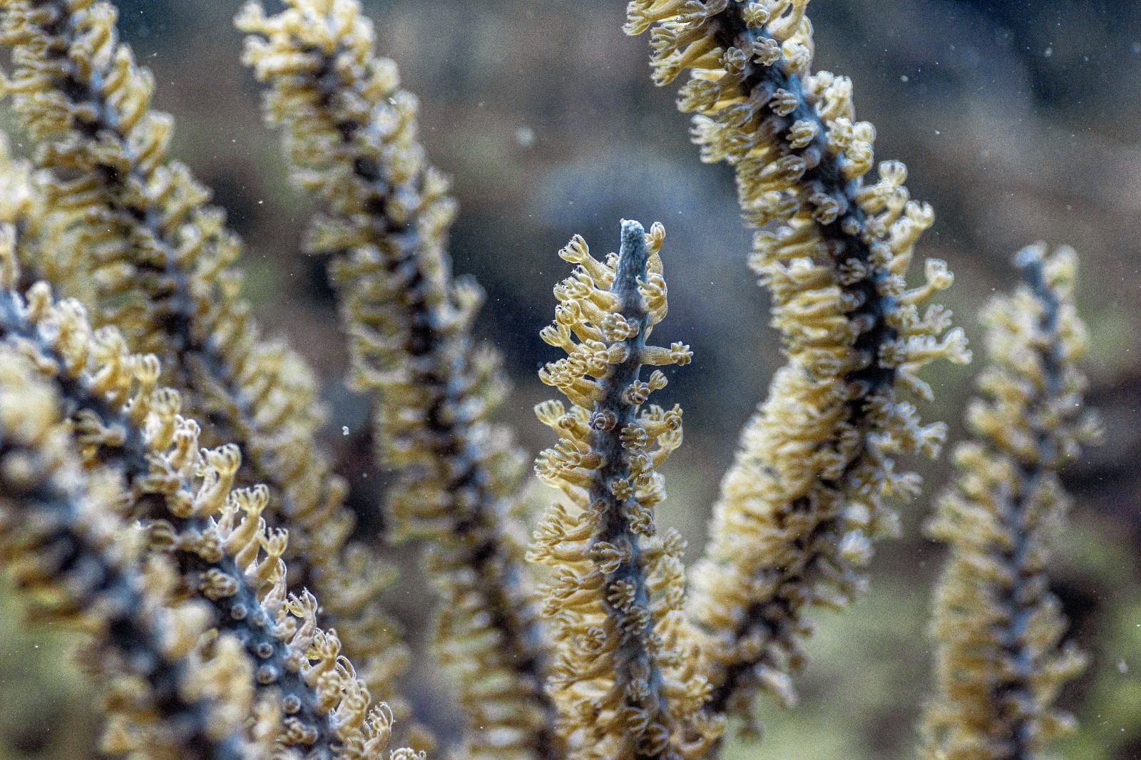 MiAmbiente y ARAP conservan ecosistemas marinos