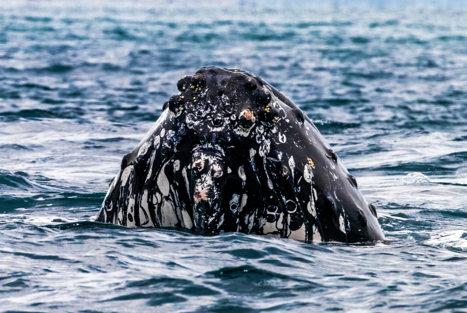 Conmemoran el Día Mundial de las Ballenas y los Delfines, MiAmbiente llama a reflexionar