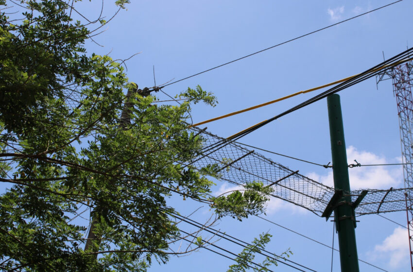  Elaboran guía para pasos seguros de fauna, cuidan los animales silvestres