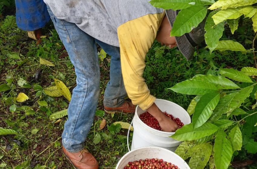  Inicia la cosecha de café en finca experimetal del IDIAP