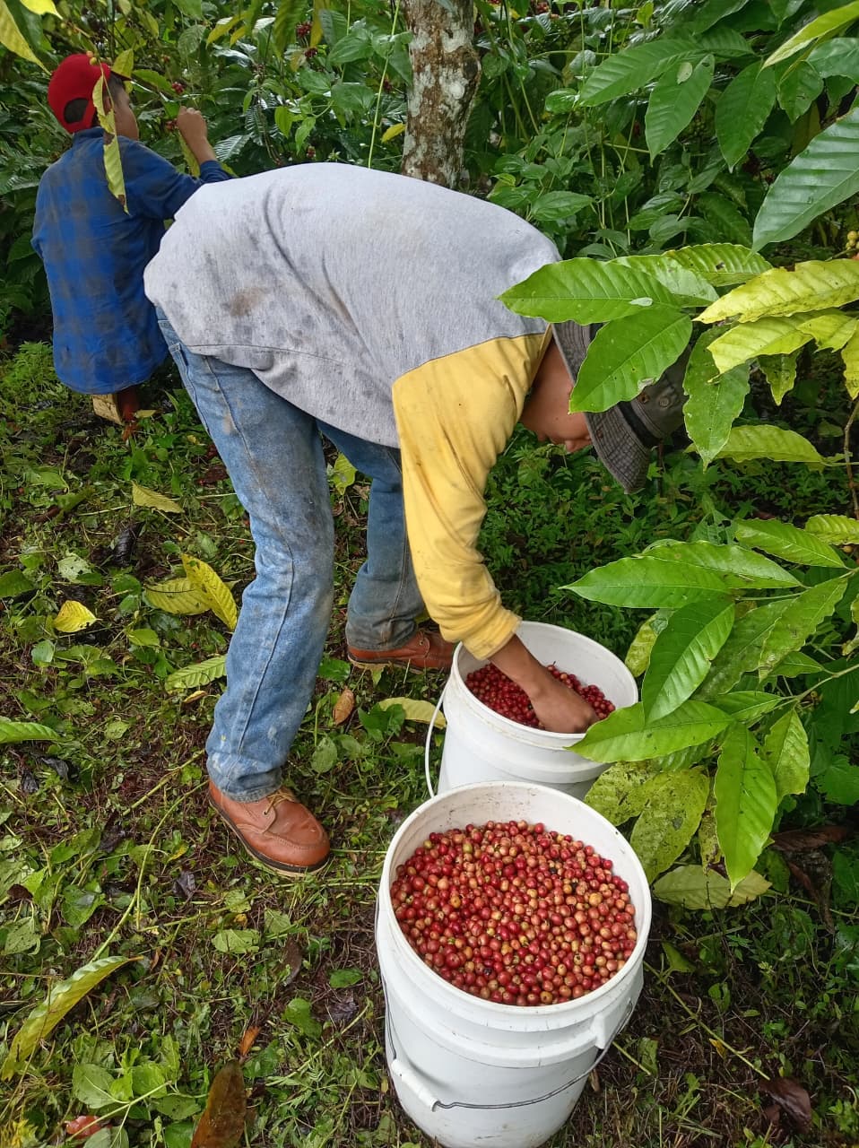 Inicia la cosecha de café en finca experimetal del IDIAP