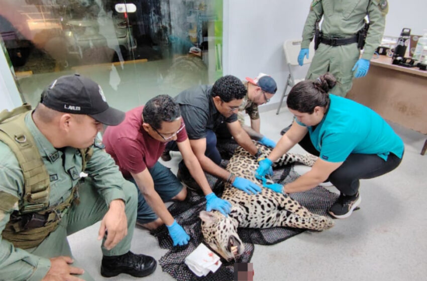  Atropellan un Jaguar en la autopista Panamá–Colón